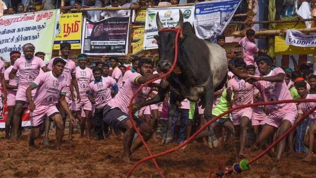 Jallikattu Competition