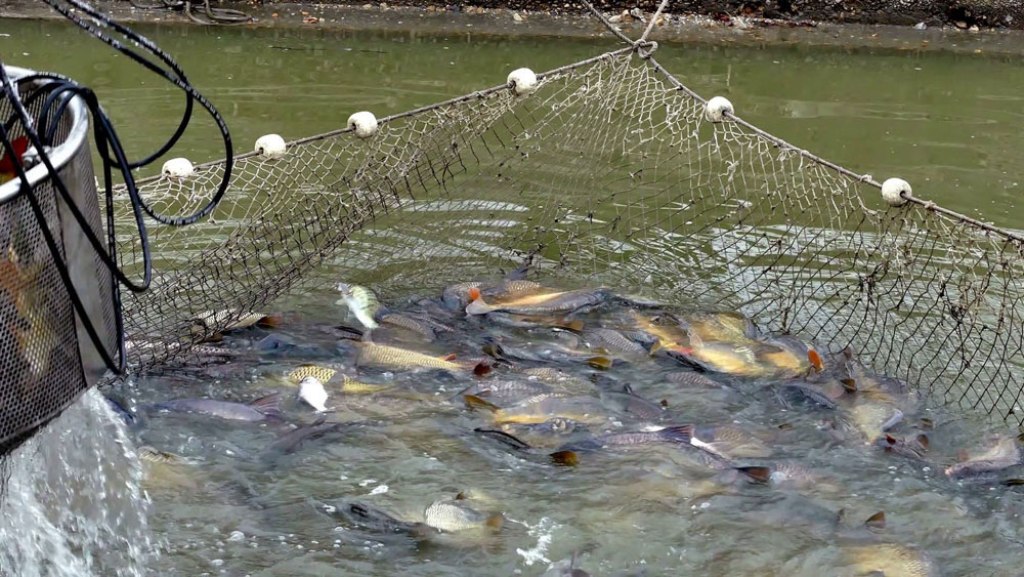 Fish Production