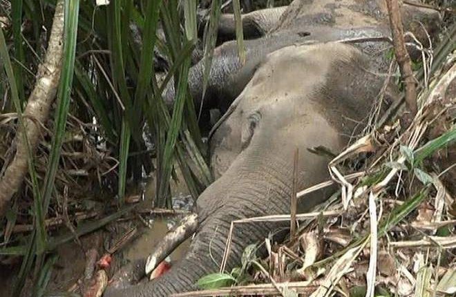 Ivory Elephant Deadbody