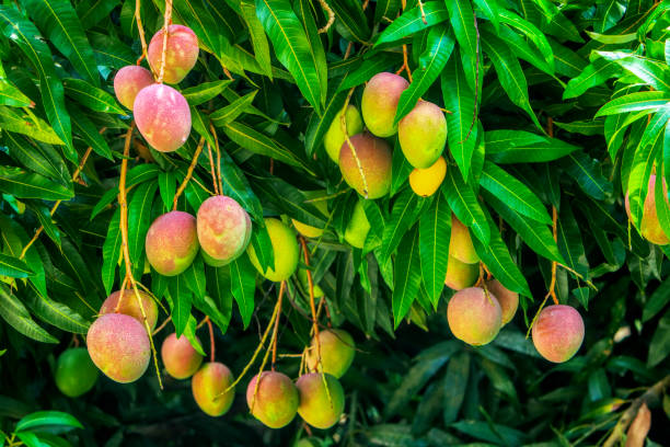 Bunch of mangoes in the tree in the process of ripening