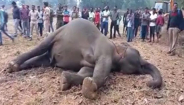 Mother Elephant Dead