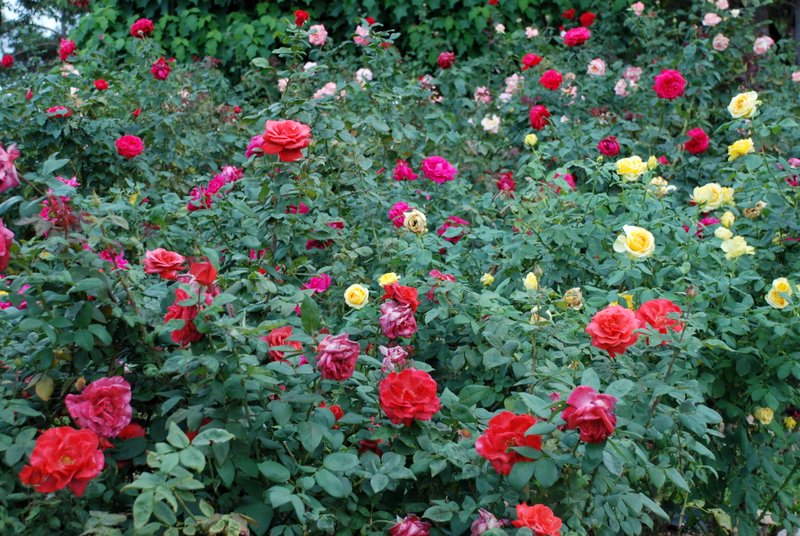 Rose Flower Cultivation