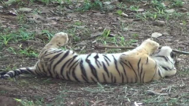 Tiger Cub Rocky Sick