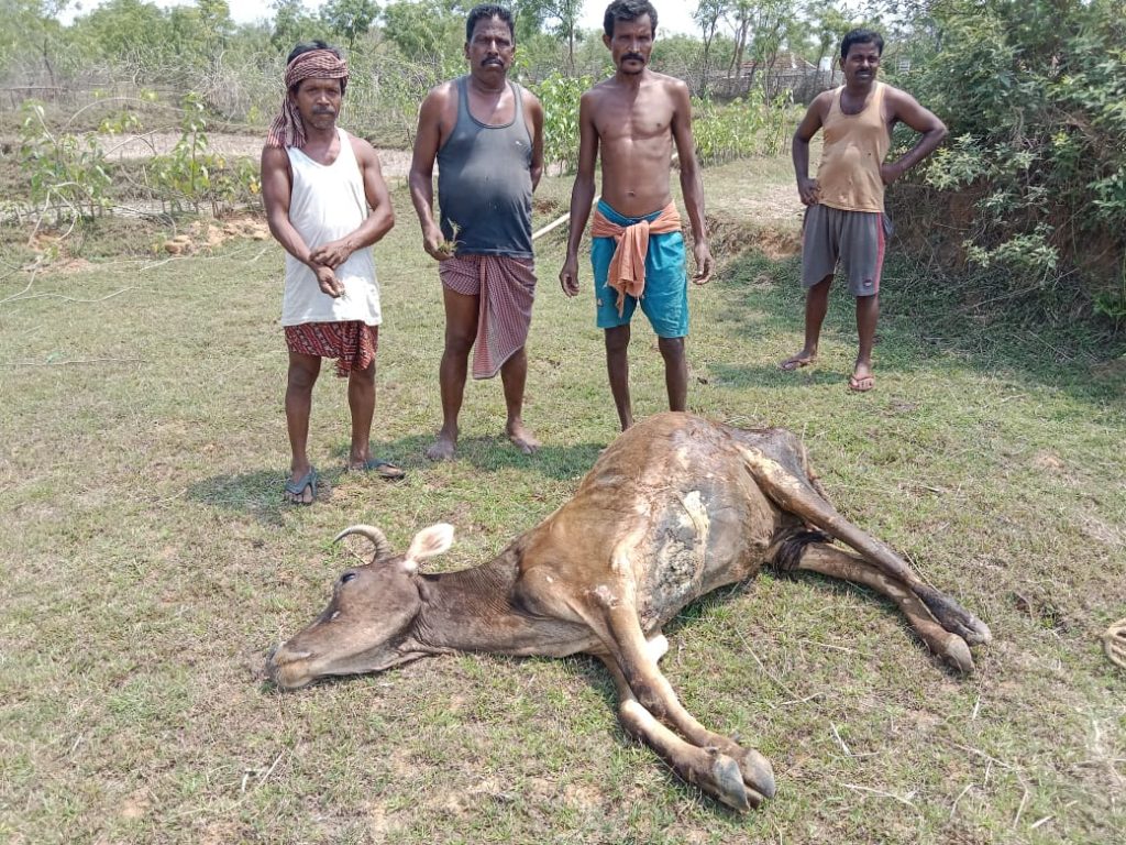 Cow Died after Eat Consuming Waste
