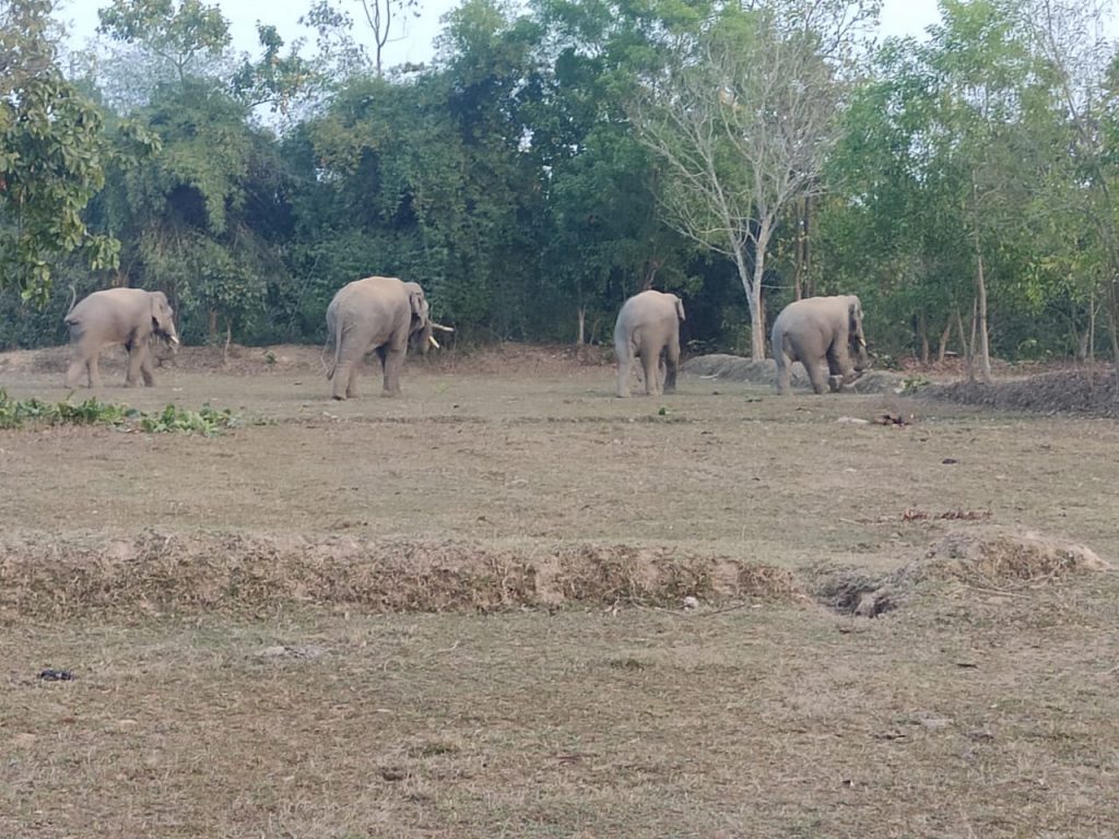 Elephant at Raibania