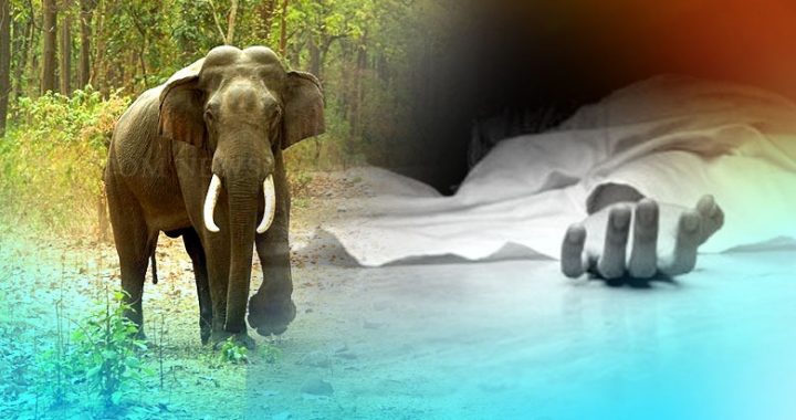 Elephant Attack Men Dead