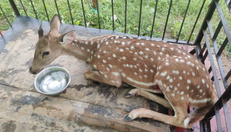 Injured Deer