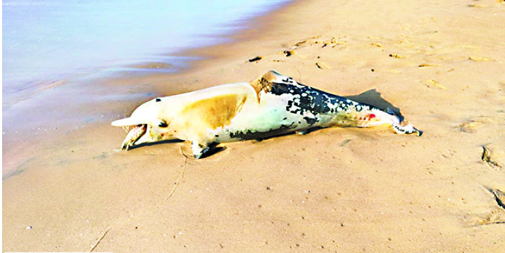 Rare Dead Dolphin