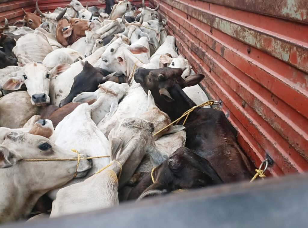 47 Calves rescued & drivers and helpers detained