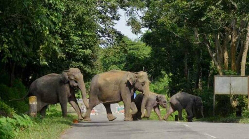 Jharkhandi Elephant