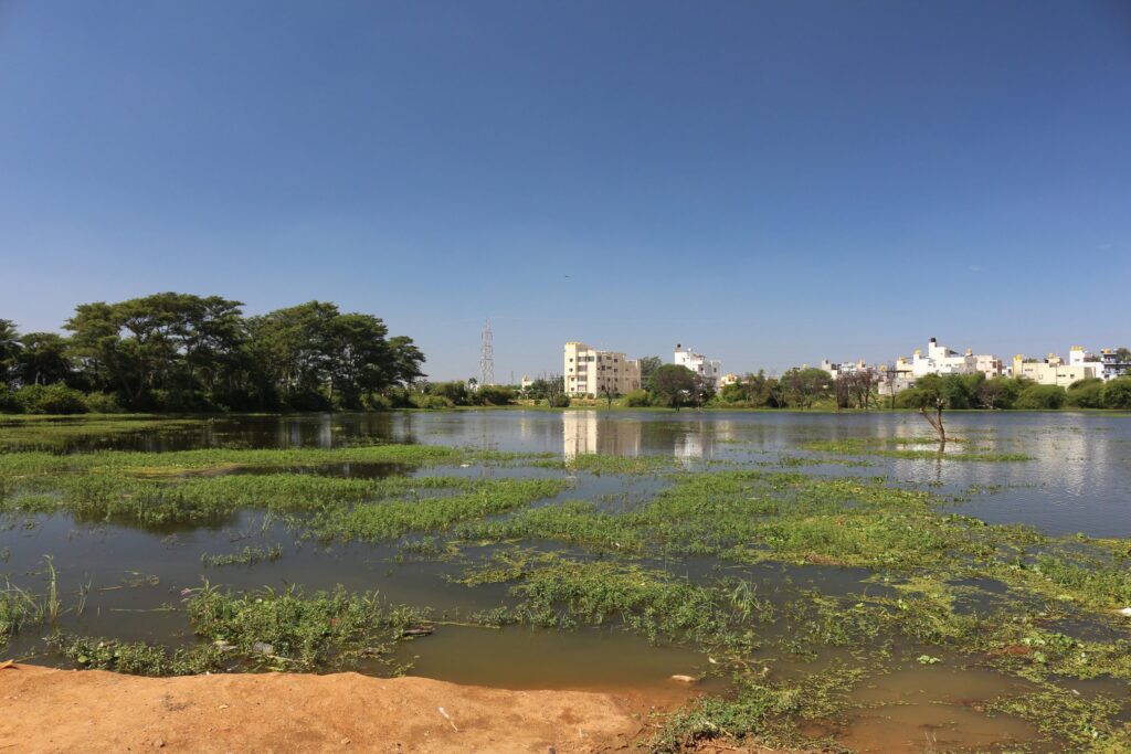 Urban Wetland