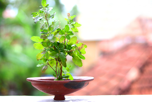 Tulsi,Plant,In,Terracotta,Pot.,Ocimum,Tenuiflorum,,Commonly,Known,As