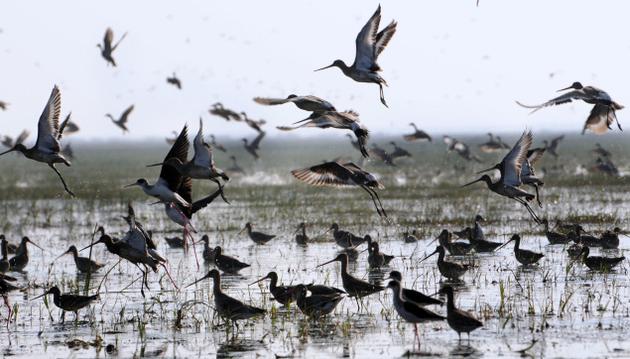 Chilika Lake