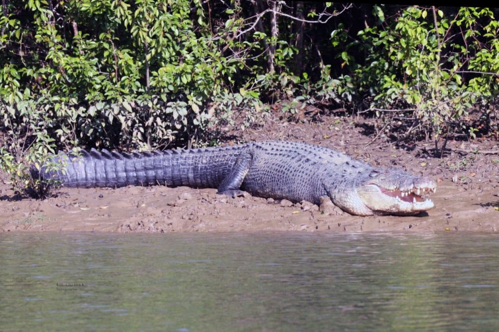 Crocodile at Bhitarkanika