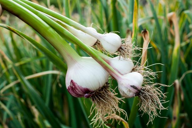 Garlic Leaves Benefit