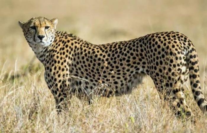 Cheetah Sasha