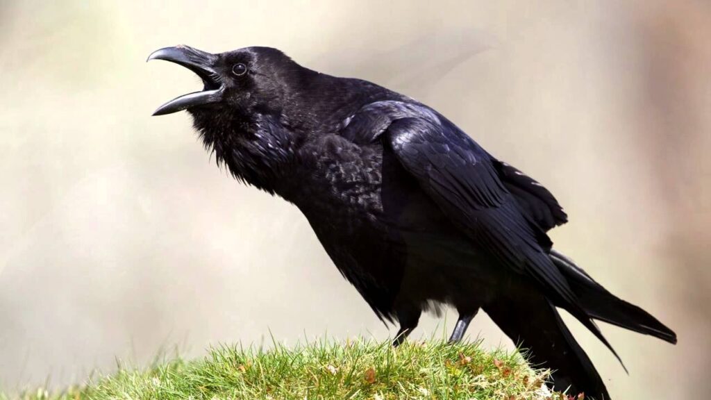 Crow