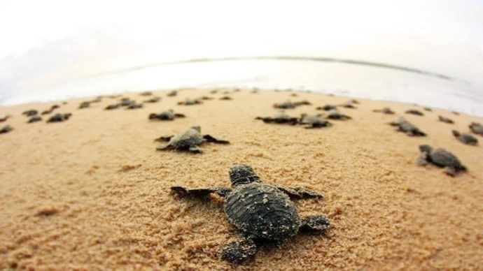 Olive Ridley Hatched