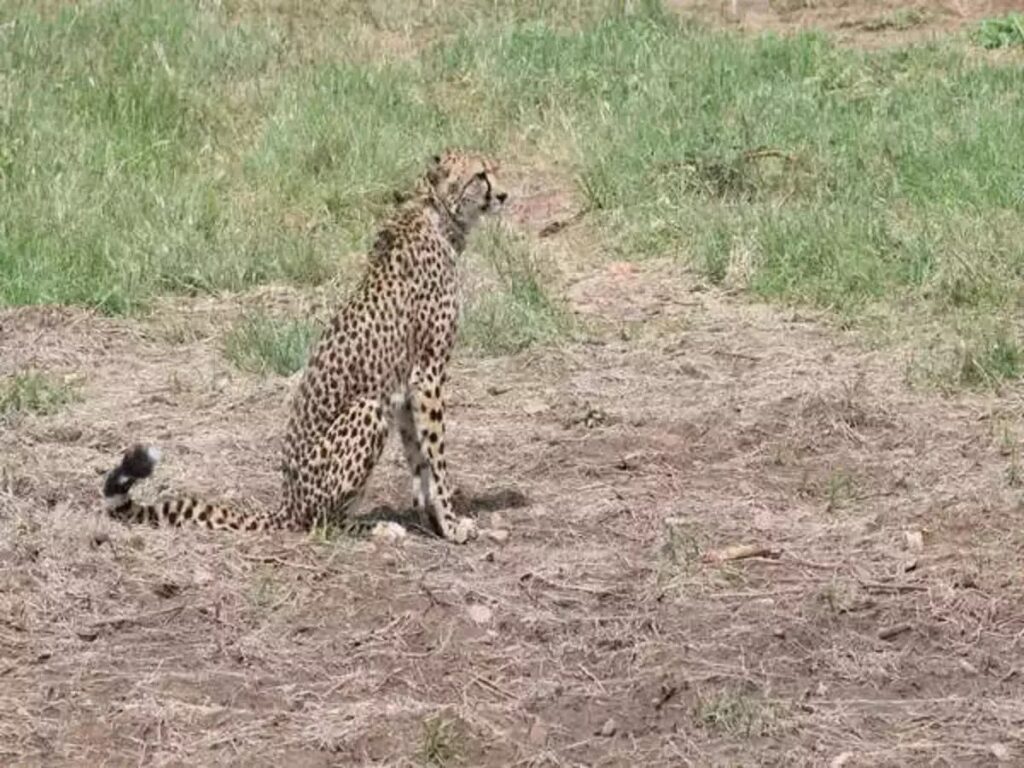 Uday Cheetah