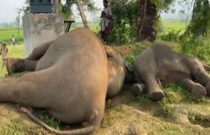 Elephant Dead