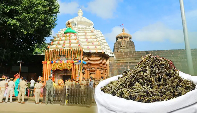 Ganja Banned In Shiva Shrines In Odisha