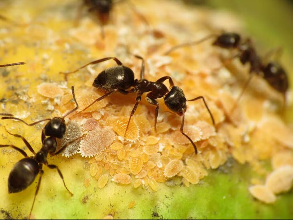 Ant Feed