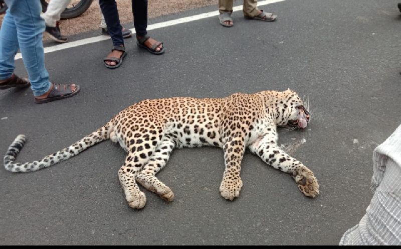 Leopard tiger died