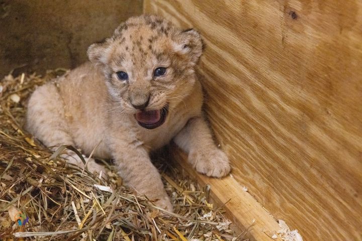 Lion Cub