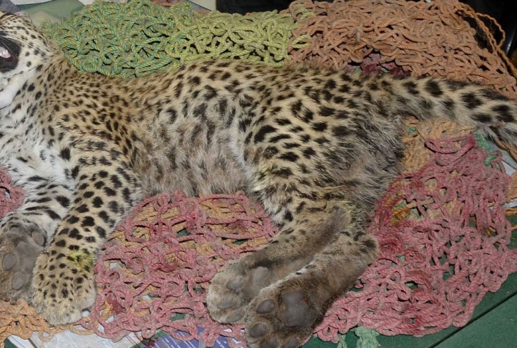 cheetah-dead-at-kuno