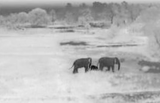 Thermal Drone Camera-taken-sick-baby-elephant-photo-who-was-searched-by-keonjhar-forest-division