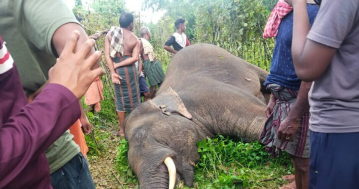 Ivory Elephant