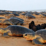 Olive Ridley