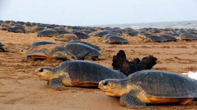 Olive Ridley